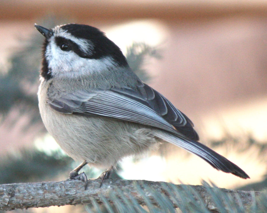 [Mountain chickadee]