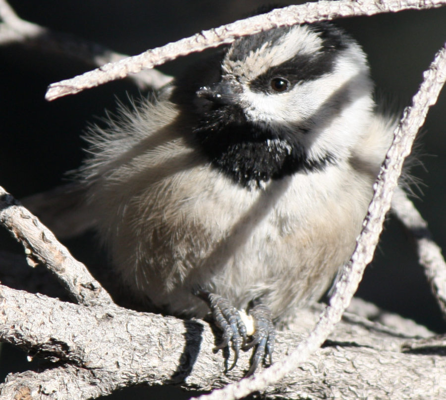 [Mountain chickadee]