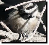 [ Mountain chickadee ]