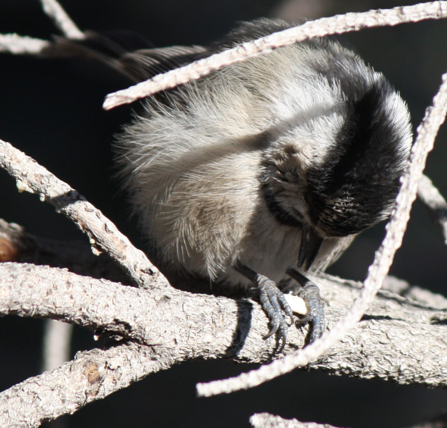 [Mountain chickadee]