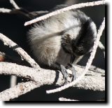 [ Mountain chickadee ]