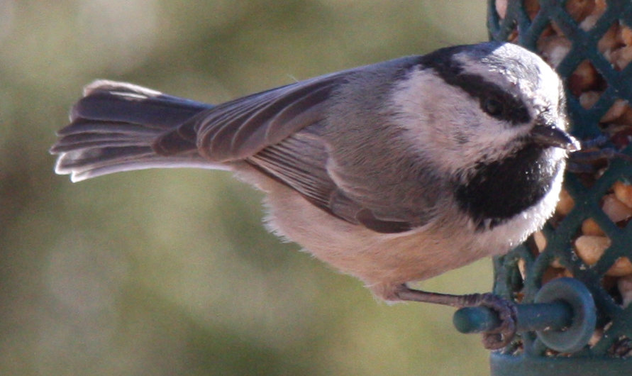 [Mountain chickadee]