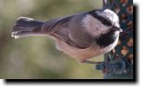 [ Mountain chickadee ]