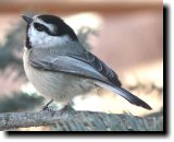 [ Mountain chickadee ]