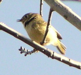 [Nashville warbler]