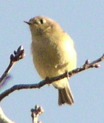 [Nashville warbler]