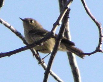 [Nashville warbler]