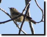 [ Nashville warbler ]