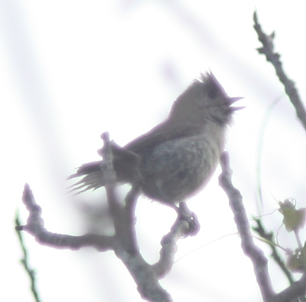 [Oak titmouse]