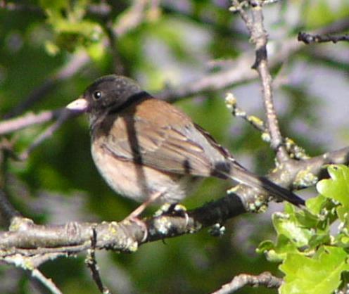 [Dark-eyed junco (Oregon)]