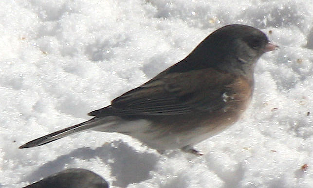 [Dark-eyed junco (Oregon)]