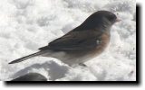 [ Dark-eyed junco (Oregon) ]