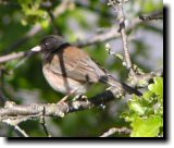 [ Dark-eyed junco (Oregon) ]