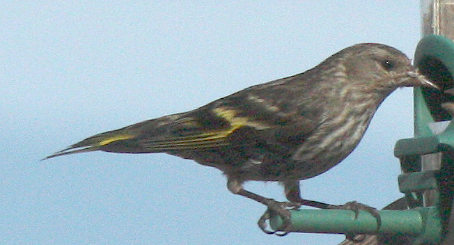 [Pine siskin]