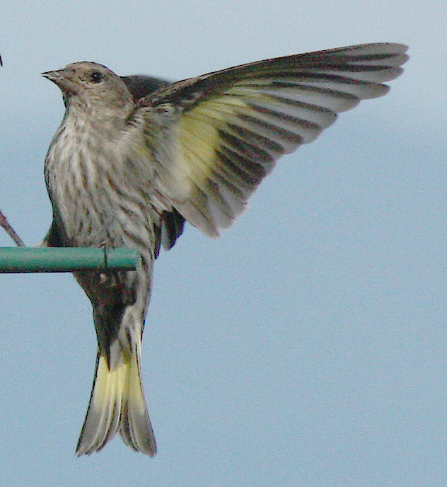 [Pine siskin]