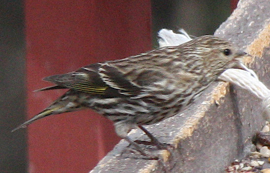 [Pine siskin]