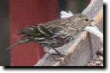 [ Pine siskin ]