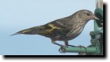 [ Pine siskin ]