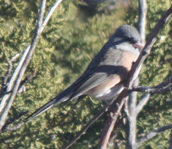 [Dark-eyed junco (pink-sided)]