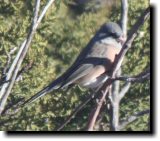 [ Dark-eyed junco (pink-sided) ]