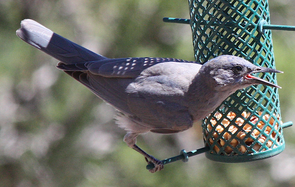 [Pinyon jay]