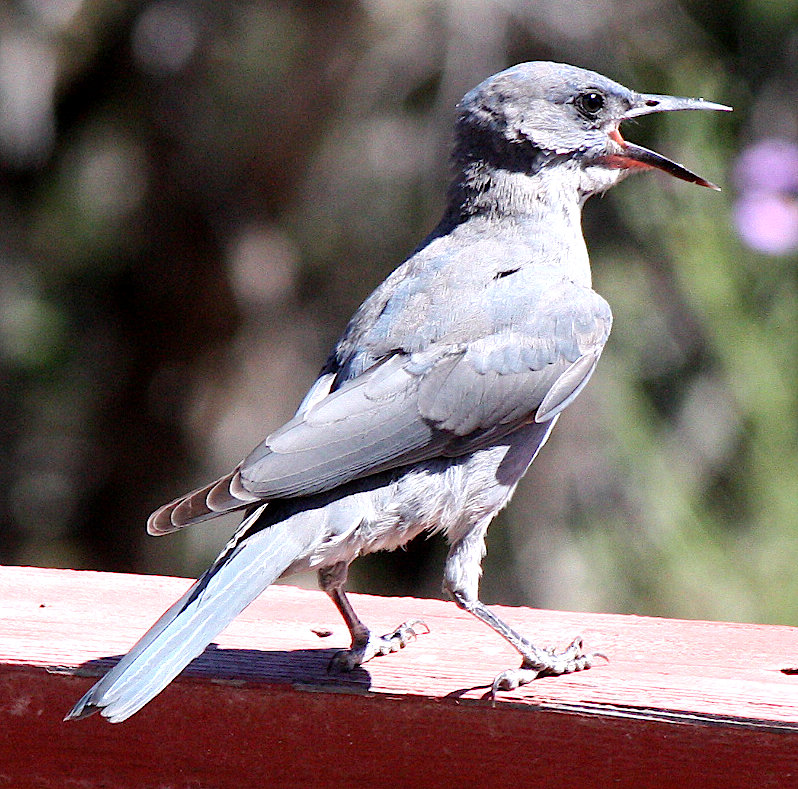 [Pinyon jay]