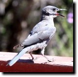 [ Pinyon jay ]