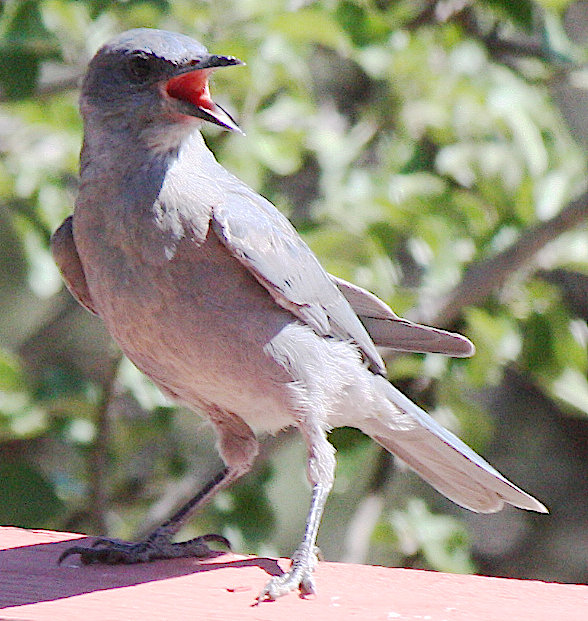 [Pinyon jay]