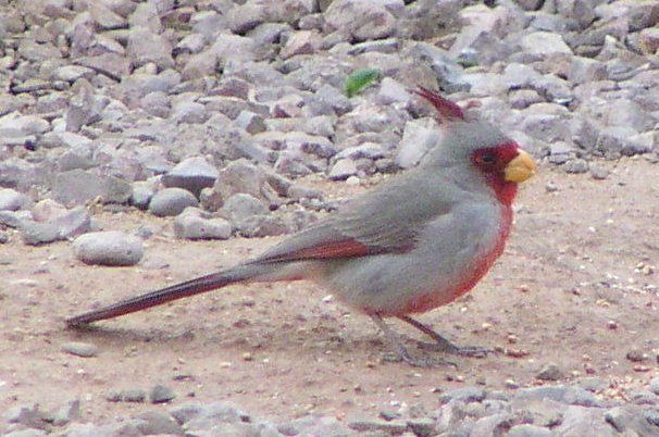 [Pyrrhuloxia]