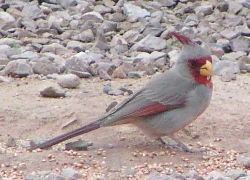 [Pyrrhuloxia]