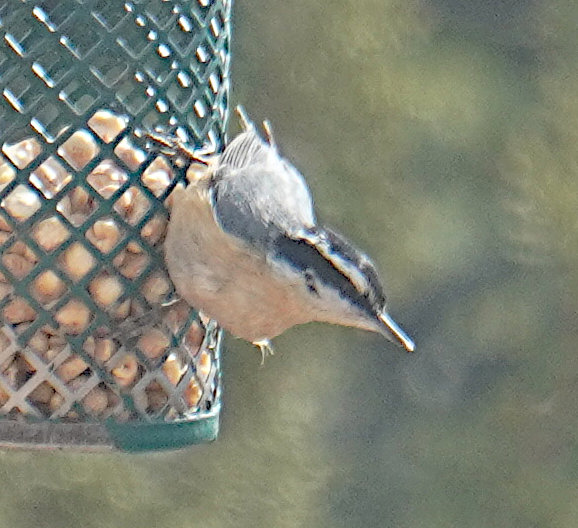 [Red-breasted nuthatch]