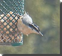 [ Red-breasted nuthatch ]