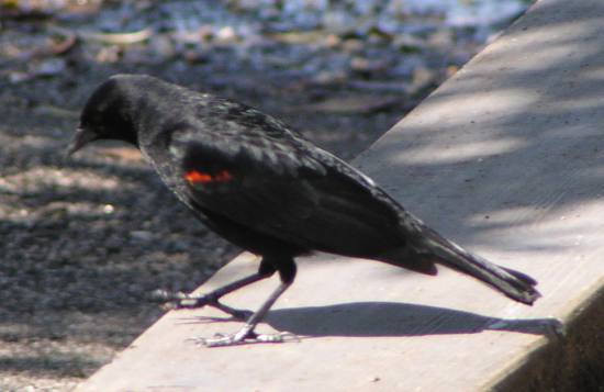 [Red-winged blackbird]