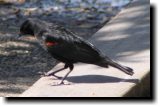 [ Red-winged blackbird ]