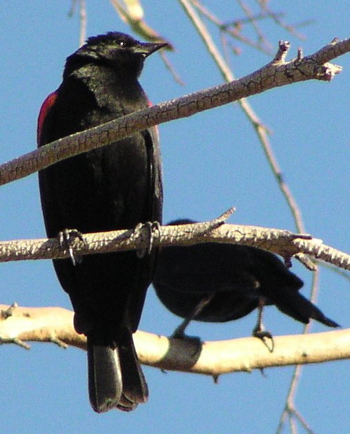 [Red-winged blackbird]