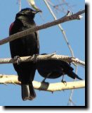 [ Red-winged blackbird ]