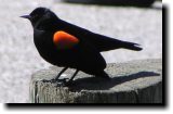 [ Red-winged blackbird ]