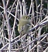 [Ruby-crowned kinglet]