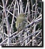 [ Ruby-crowned kinglet ]