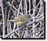 [ Ruby-crowned kinglet ]