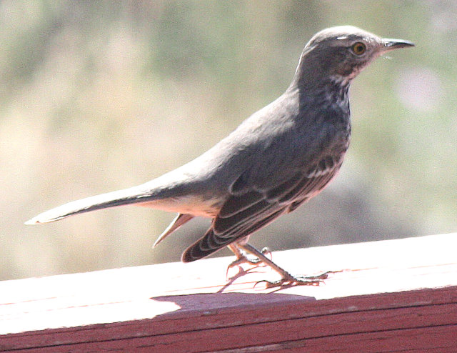 [Sage thrasher]