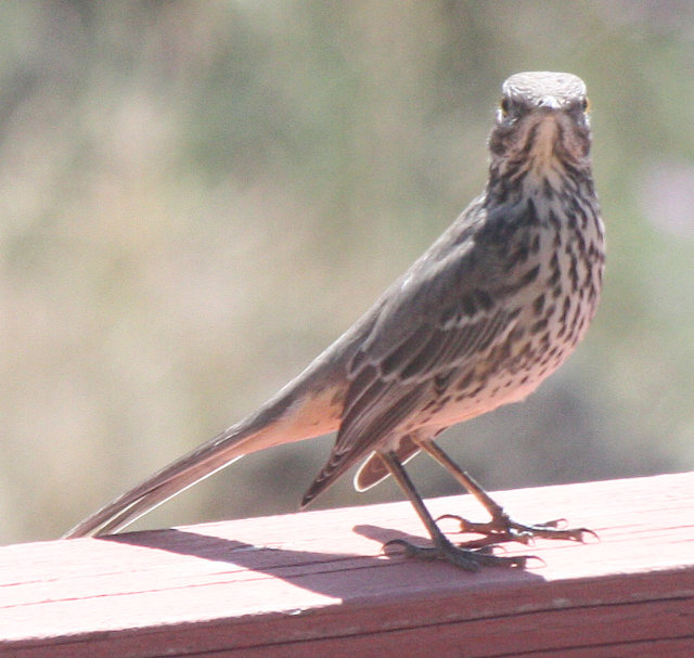 [Sage thrasher]