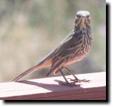 [ Sage thrasher ]