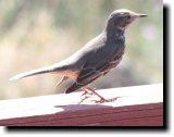 [ Sage thrasher ]