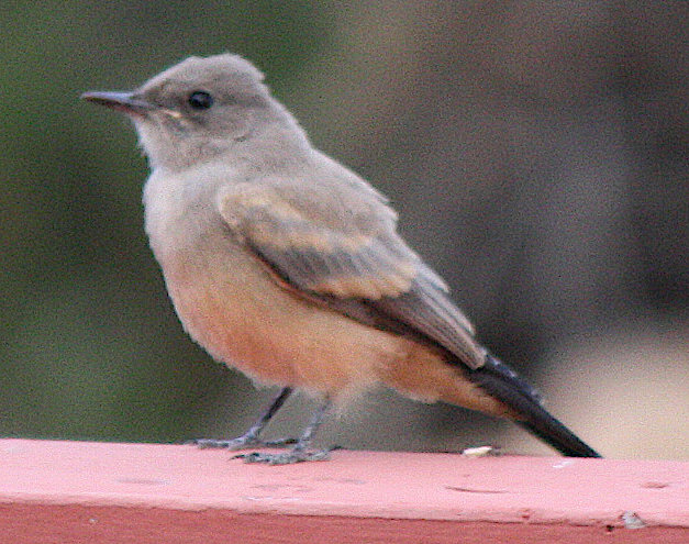 [Say's phoebe]