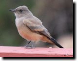 [ Say's phoebe ]