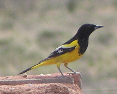 [Scott's oriole]