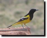 [ Scott's oriole ]