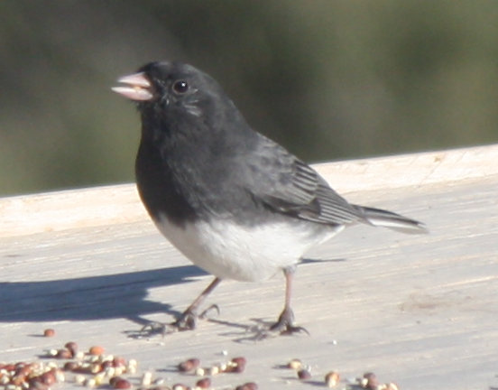 [Dark-eyed junco (slate co ...]