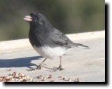 [ Dark-eyed junco (slate co ... ]